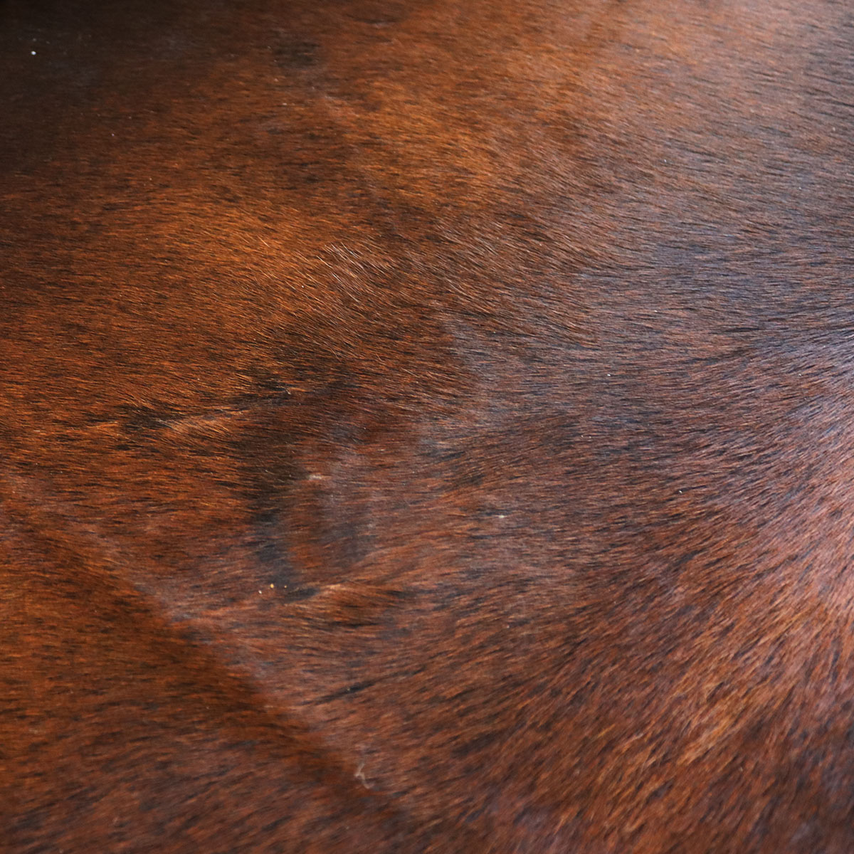 Hovězí kůže - Reddish 240x230 cm