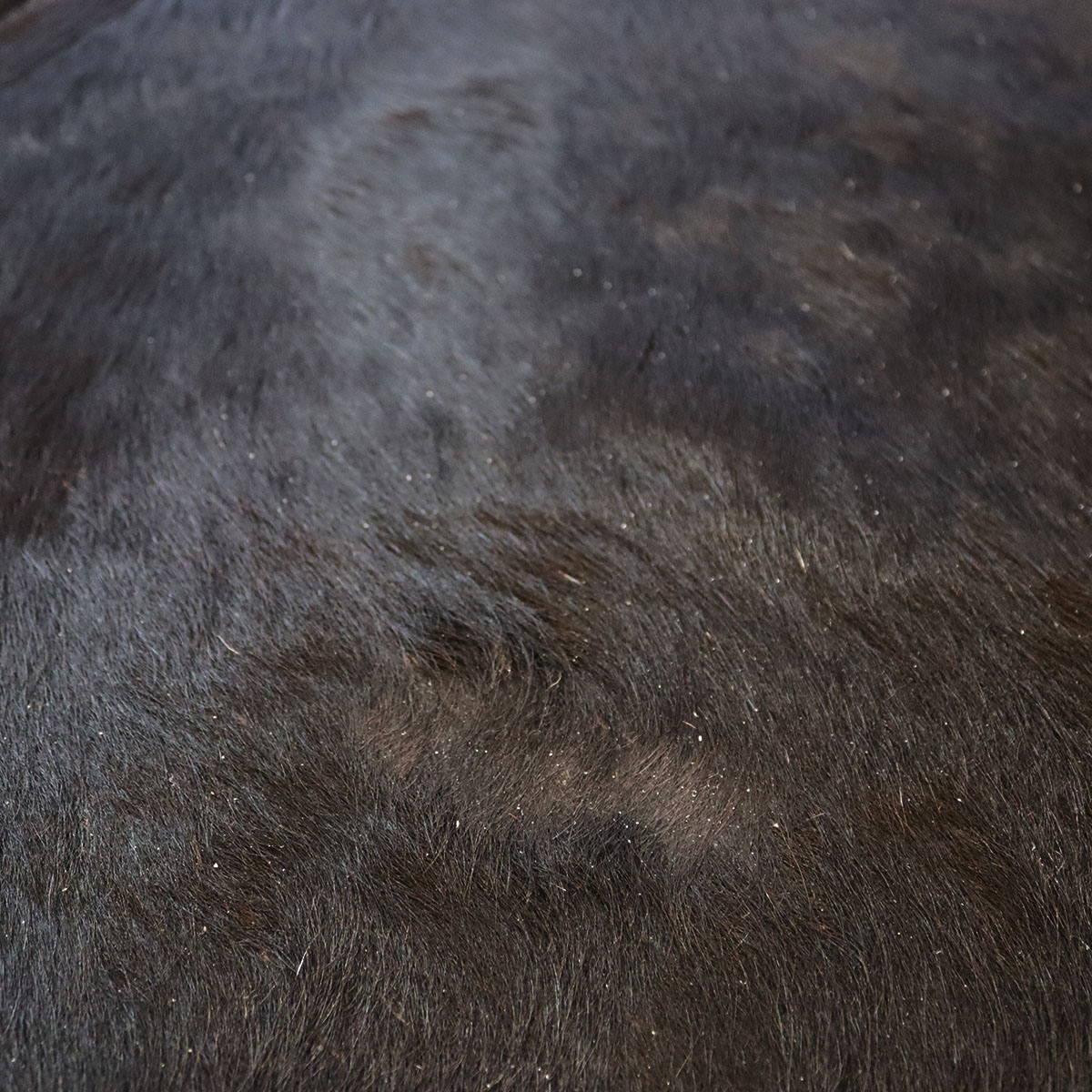 Hovězí kůže - Dark 205x205 cm